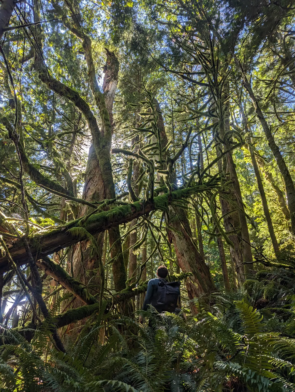 Looking up into an old-growth canopy, moss-covered branches and a red cedar trunk